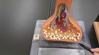 Neuron Synapse Anatomy  Made Easy [upl. by Aicinod]