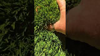 Turf Repair walkthrough [upl. by Kazue]