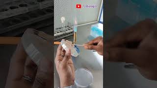 Mueller Hinton Agar MHA  Lawn culture  Streaking plate  microbiology  medical  laboratory [upl. by Winola]