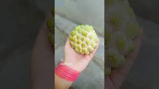 Ma chettuki kasina sithapalam 🥰 sithafalam fruits trending ytshorts soumyagogikar [upl. by Allister]