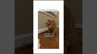 Hyperactive Orange Cats The Funniest Moments cat orangecat animals pets shorts [upl. by Bellina551]