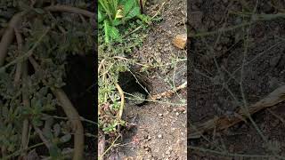 Toads Take Over Gopher Hole  Kennedy Meadows garden animals nature gopherhawk [upl. by Aloel]