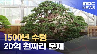 20억 원짜리 분재 감상하세요 20231106뉴스데스크목포MBC [upl. by Ingraham935]