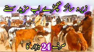 Zero Size Cholistani Sahiwal Claves Best Price In Pakistan  Bachra Farmin  Luddan Cattle Market [upl. by Suzan]