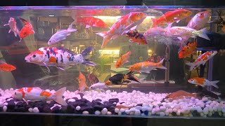 Koi Carp Fish Aquarium [upl. by Enoitna]