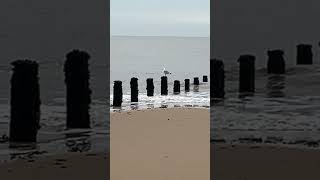 Seagull on post in Sea with BBC seagull nearby beautiful [upl. by Sillyhp]