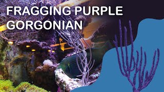 How to Frag Purple Gorgonian Coral in a REEF TANK and Glue [upl. by Vita]