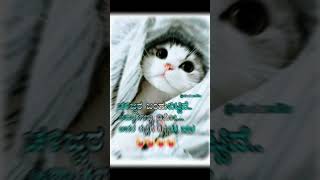 😂✨👍 cute cat shortsyoutube [upl. by Leik344]