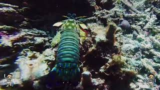 Mantis Shrimp Bali [upl. by Islaen]