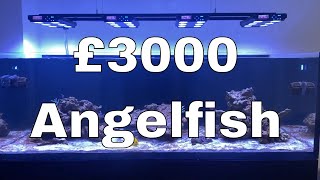 £3000 Angelfish  Sleepless nights  Waterbox Aquariums Angelfish Reef LX 2706  Part 11 [upl. by Liggett938]