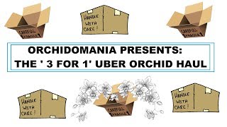 Orchidomania Presents The 3 for 1 Uber Orchid Haul [upl. by Imhskal835]