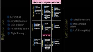 Abdominal region amp contents  Abdominal region  short shorrs trendingshorts anatomy [upl. by Goddart]