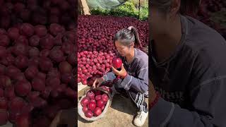 Viral girl trending apple fruitfruitcuttingThakornaynafrood Part 100 [upl. by Eada]