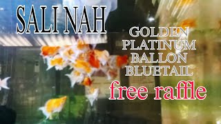 READY NA E RELEASE GBT GOLDEN PLATINUM BALLON BLUETAIL ORDER NOW [upl. by Accemahs]