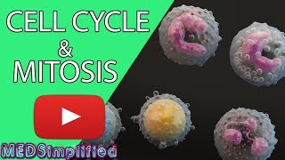 Cell Cycle and Mitosis [upl. by Affrica]