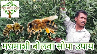 मधमाशी बोलावण्यासाठी एकदम सोपा उपाय honey bee desi jugaad method home made [upl. by Janet]