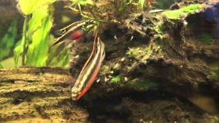 Kribensis cichlid protecting their fry Pelvicachromis pulcher [upl. by Ponce]