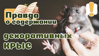 20 фактов о содержании КРЫС питомцев [upl. by Ettenal275]