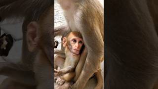 bandar wala video monkeyvideo bandar monkey [upl. by Artimid]