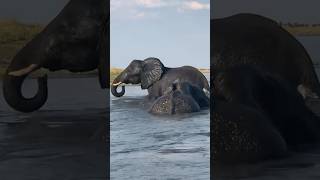 Majestic Elephants Swim Across the Chobe River Botswana to Namibia [upl. by Coats]