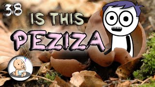 PEZIZA  PEZIZA LIFE CYCLE Bsc Botany in hindi [upl. by Eelsel]