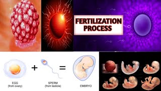 Fertilization Of Egg amp Sperm in Human  Fertilization Embryology Conception ExplainedImplantation [upl. by Ahseiyn]