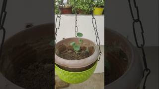 Hanging basket plant nastracium flower plantsplantsbagwani Kumud vlogs [upl. by Honna861]