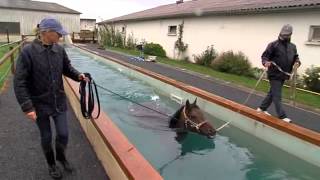 Hipposea une entreprise de balnéothérapie équine près de Lisieux [upl. by Hanshaw]