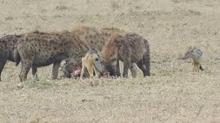 Hyenas in Serengeti safari Tanzania [upl. by Yatnuahs550]