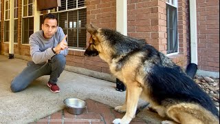 How I Trained My Dog In Hindi  Hindi Vlog  Indian Vlogger In USA  GSD  Dog  This Indian [upl. by Abebi]