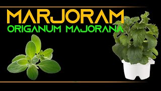 INFORMATION 60  MARJORAM ORIGANUM MAJORANA [upl. by Lejna22]