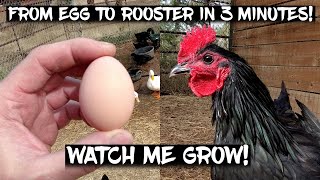 Black Australorp Chickens From Egg to Rooster in 3 Minutes Watch me Grow [upl. by Nilyam]