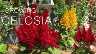 Celosia Flower  Celosia cockscomb Plant Care [upl. by Romalda]