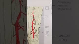 Arteri Popliteal berada pada Posterior Knee Joint anatomi popliteal arterypopliteal arteri [upl. by Sig419]