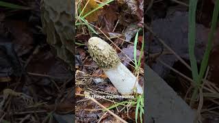 Can you believe this is a mushroom The Stinkhorn gets its name from the putrid smell 🤢 foraging [upl. by Tahp448]