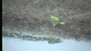 African Greenpigeon Treron calva [upl. by Etterb417]