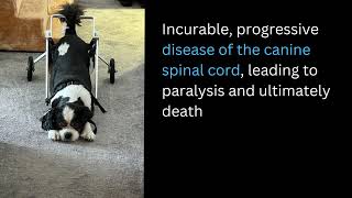 Degenerative Myelopathy DM in Cavalier King Charles Spaniels [upl. by Georgine]