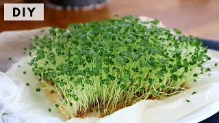 DIY  TOUTES LES TECHNIQUES POUR FAIRE DES GRAINES GERMÉES SUPER FOOD CHIA ALFALFA LIN LENTILLE [upl. by Imoin]