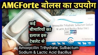 AMCFORTE BolusAmoxycillin TrihydrateSulbactum Sodium amp Lactic Acid Bacillusपशुओं में कब कैसे [upl. by Seppala]