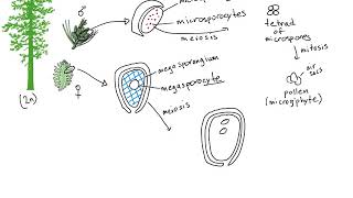 Gymnosperm Life Cycle [upl. by Dahlstrom]