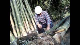 COMO SEMBRAR BAMBU GIGANTE cultivo españa plantacion dendrocalamus bambusa phyllostachys comprar [upl. by Yrellih]