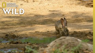 Harriss Hawks Hunt a Jackrabbit  The Desert Sea [upl. by Naara]