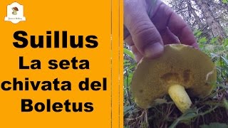 Suillus chivato del boletus [upl. by Marteena295]