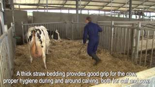 The calving pen at Hoving dairy farm [upl. by Schumer]