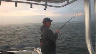 Long Island Fishing Bluefish in Fire Island Inlet on Small Bucktails [upl. by Enidaj]