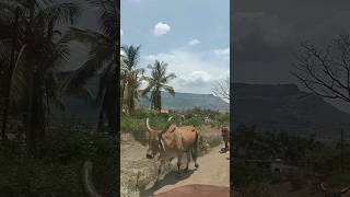 Ho ho kitne mast bhag rahe sab🤩 shorts travelvlog karjat maharashtra [upl. by King]