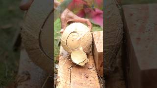 Fantastic style of opening coconut shells [upl. by Lauer]