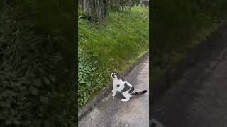 Cats amp Dogs NonStop Laughter – Episode 538 cat shorts pets dogs funny [upl. by Gloria]