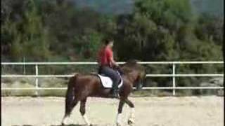 ANDALUSIAN HORSE PRE SPANISH HORSE [upl. by Bergh83]