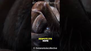 Goliath Birdeater│The World’s Largest Spider with a Surprising Diet and Unique Defenses [upl. by Wolfie]